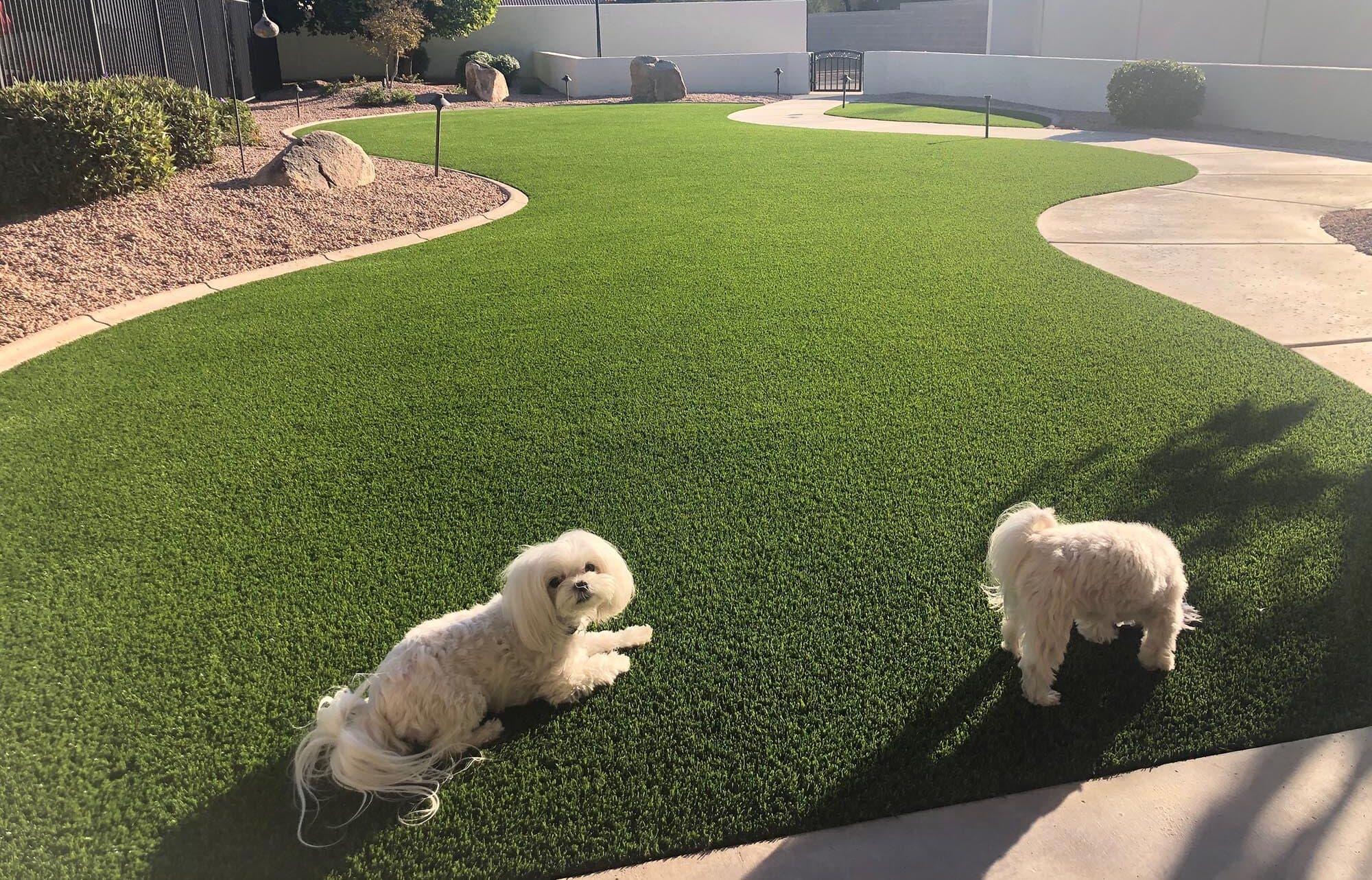 Commercial dog park turf in Houston