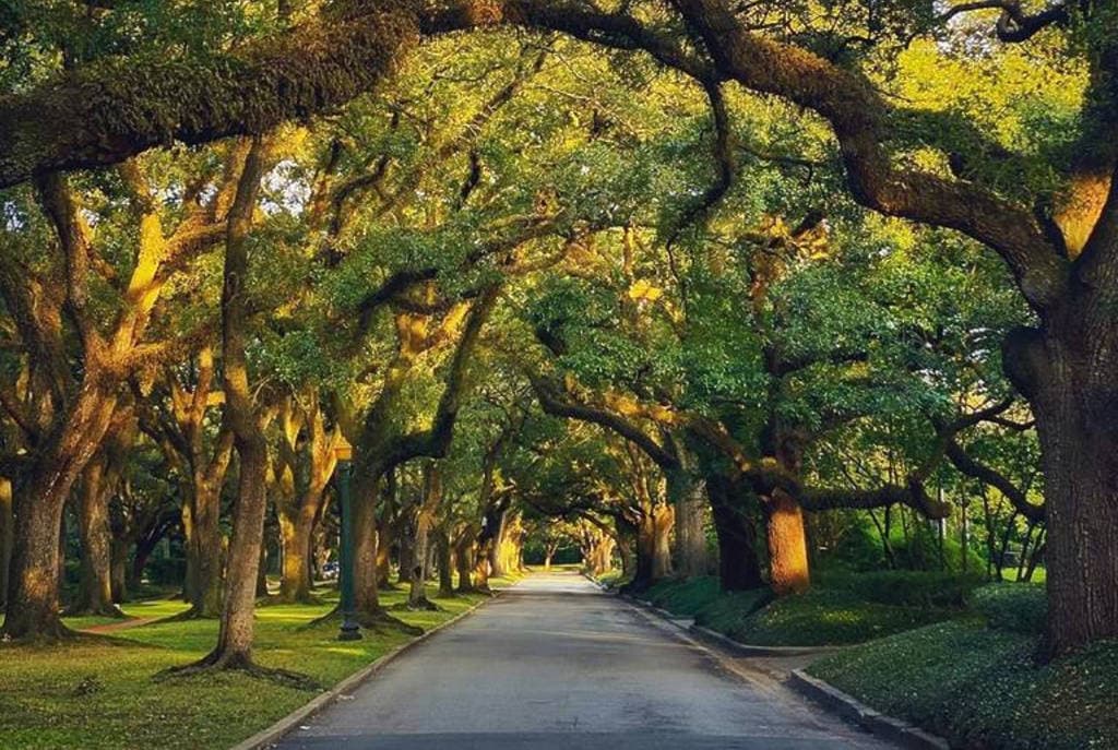 Artificial turf installation in River Oaks, Houston