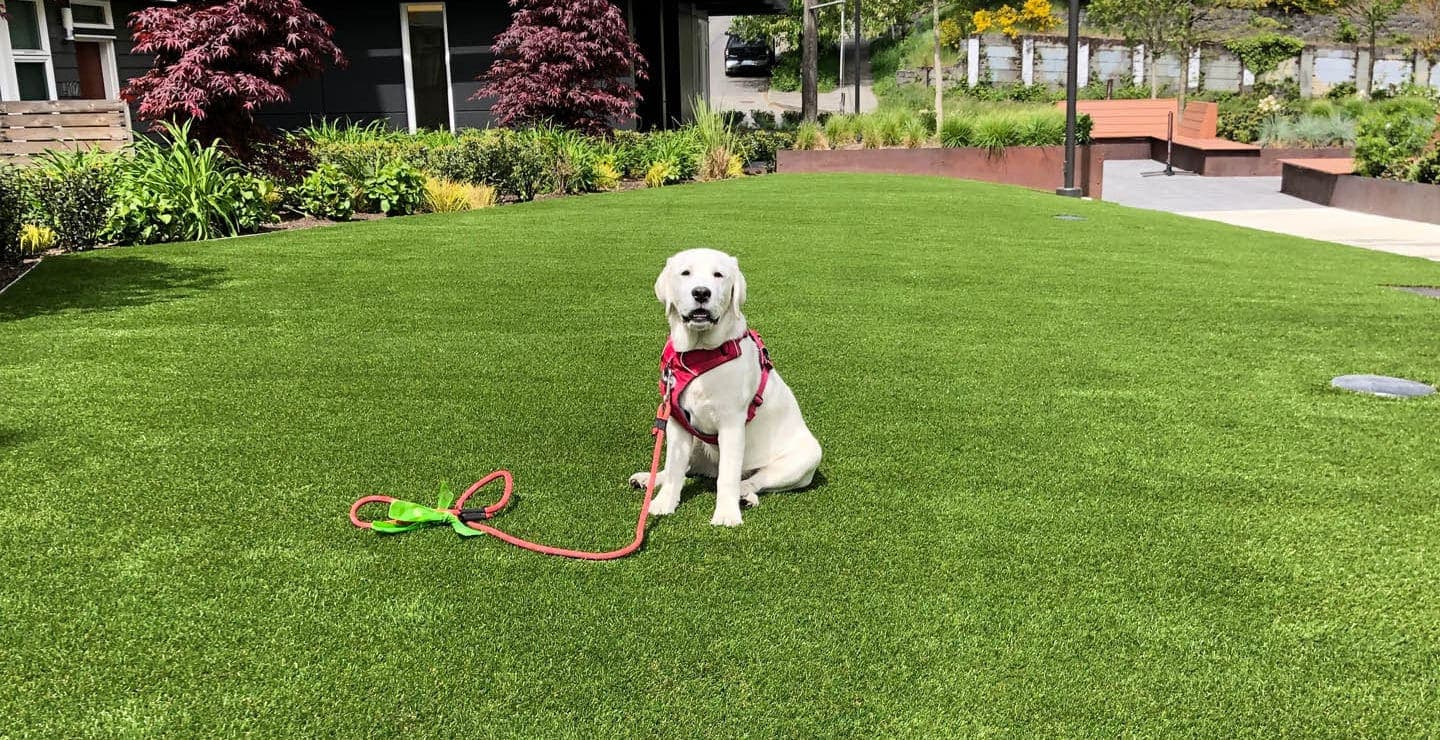 Pet Turf Odor Control