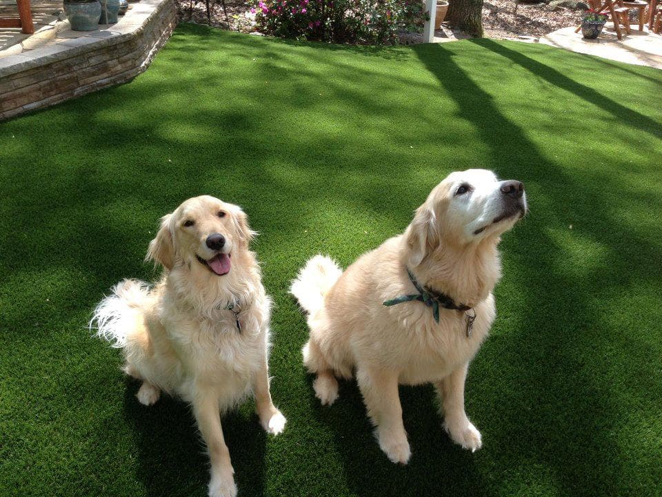 Pet Turf