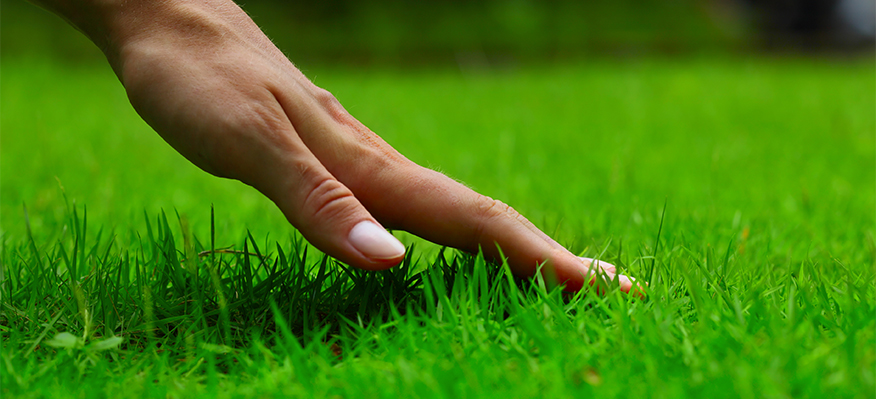 home turf or synthetic grass for your backyard