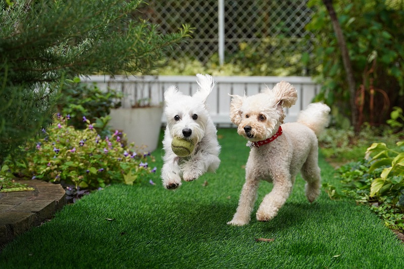 dogs playing on backyard putting green grass