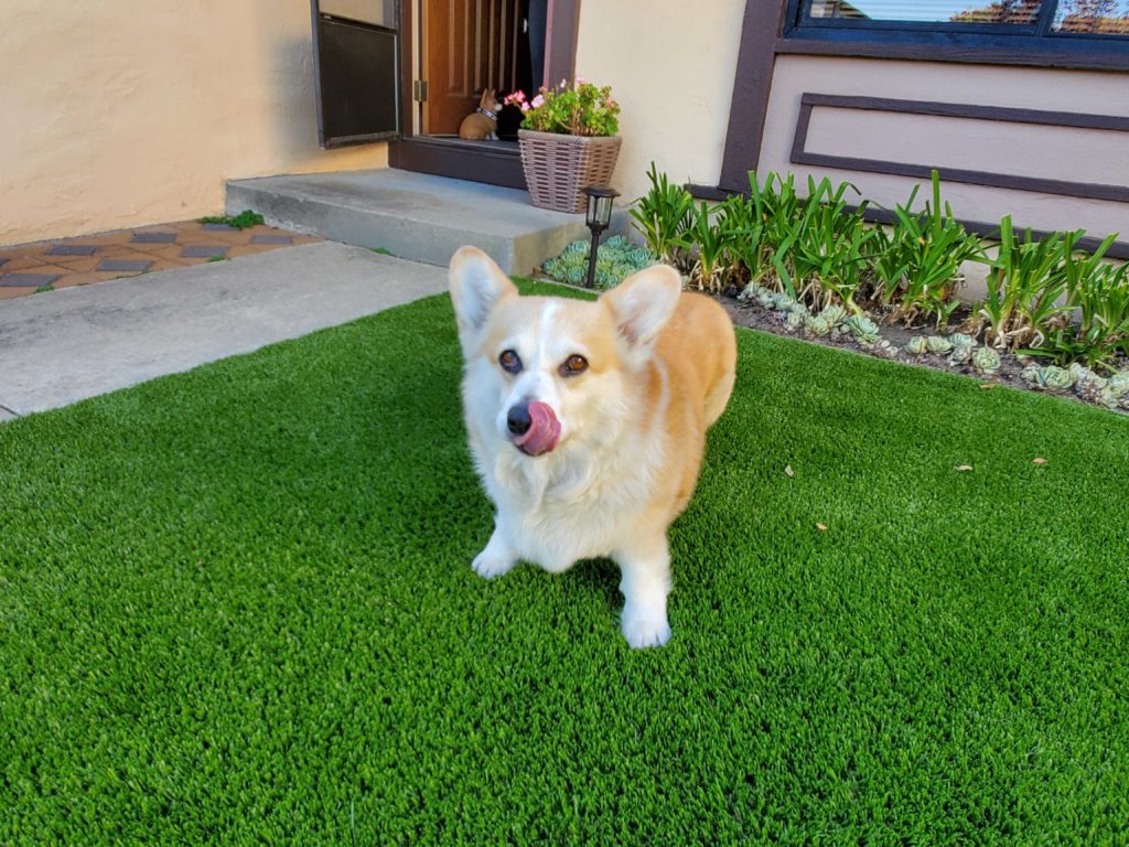 corgy dog on artificial grass - home turf houston